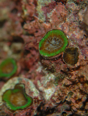 Homophyllia australis