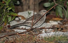 Mimus gundlachii