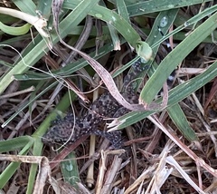 Hemidactylus turcicus