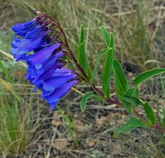 Penstemon glaber