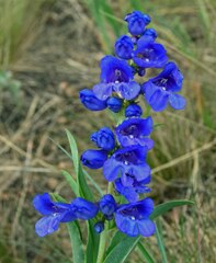 Penstemon glaber