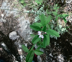 Rhinotropis purpusii