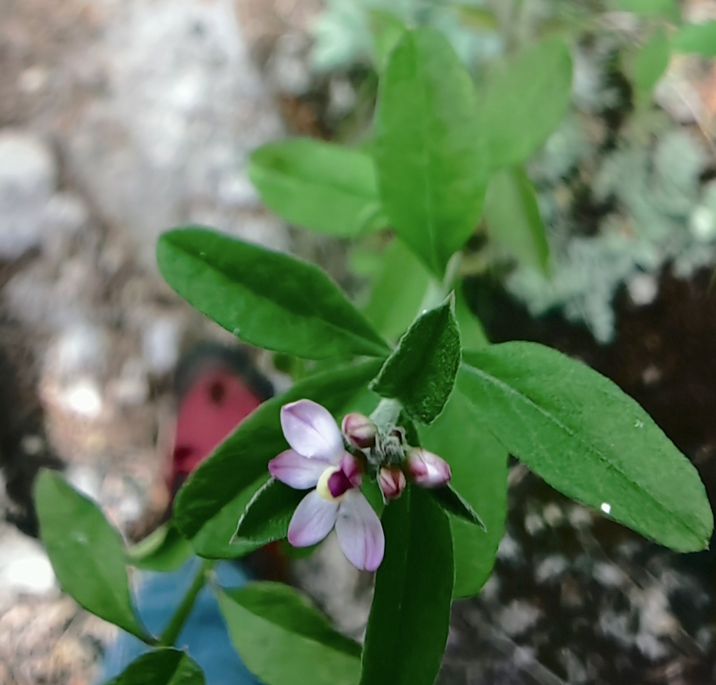 Rhinotropis purpusii
