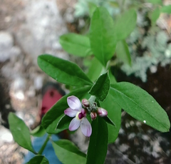 Rhinotropis purpusii