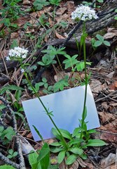 Valeriana acutiloba