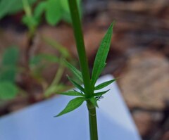 Valeriana acutiloba