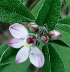 Rhinotropis purpusii