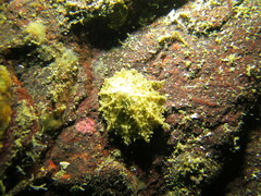 Puncturella cucullata