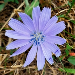 Cichorium intybus intybus