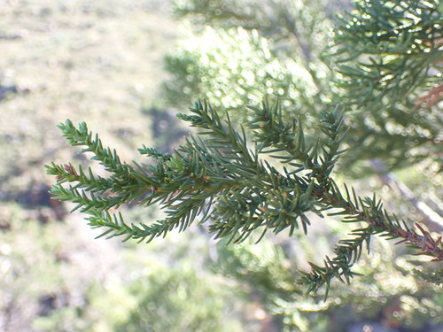 Image of Widdringtonia cedarbergensis by (c) Ren Hoekstra, some rights reserved (CC BY)