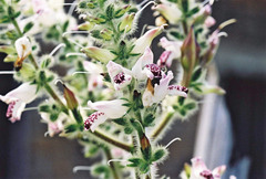 Isoglossa multinervis