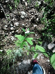 Rhinotropis purpusii