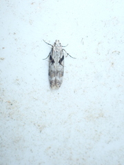 Caryocolum blandella
