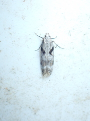 Caryocolum blandella