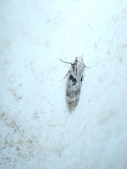 Caryocolum blandella