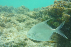Trachinotus falcatus