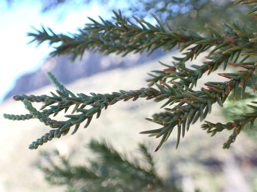 Image of Clanwilliam Cedar (Widdringtonia cedarbergensis) by (c) Ren Hoekstra, some rights reserved (CC BY)