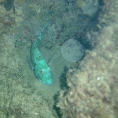 Sparisoma chrysopterum