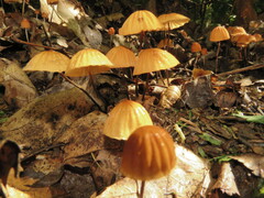 Marasmius fulvoferrugineus