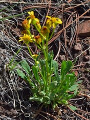 Packera tridenticulata