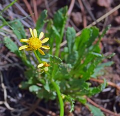 Packera tridenticulata
