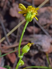 Packera tridenticulata