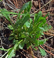 Packera tridenticulata