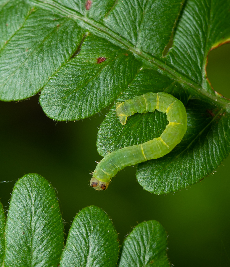 White Spring Moth