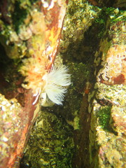Protula pacifica