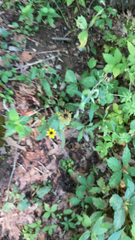 Sanvitalia procumbens