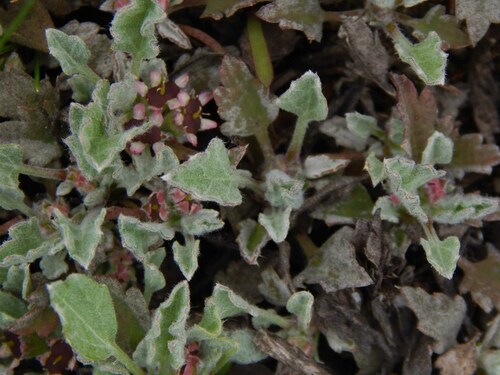 Image of Centella capensis by no rights reserved
