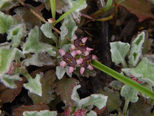 Image of Centella capensis by no rights reserved