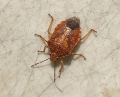 Podisus placidus
