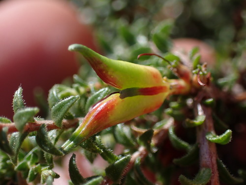 Image of Macrostylis squarrosa by (c) Ren Hoekstra, some rights reserved (CC BY)