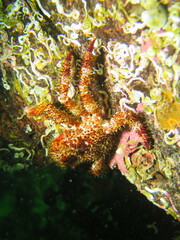 Acantholithodes hispidus