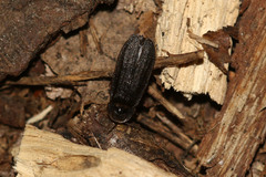 Lamprohiza splendidula