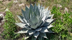 Agave applanata