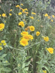Pulicaria dysenterica