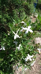 Bouvardia longiflora