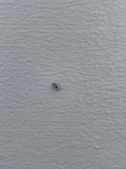 Salticidae