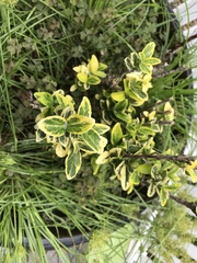 Buxus microphylla