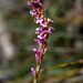 Muraltia ericoides - Photo (c) Hedi Stummer, algunos derechos reservados (CC BY-NC)