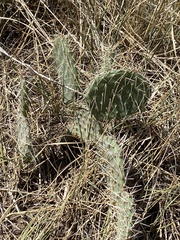 Opuntia cymochila