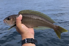 Caulolatilus princeps