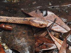 Pareas chinensis