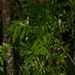 Athertonia diversifolia - Photo (c) eliotmiller, algunos derechos reservados (CC BY-NC), subido por eliotmiller