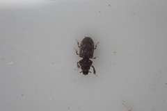 Heterocerus fenestratus