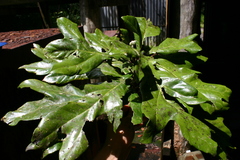 Athertonia diversifolia