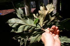 Athertonia diversifolia