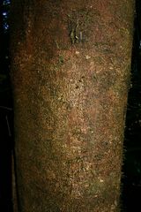 Athertonia diversifolia